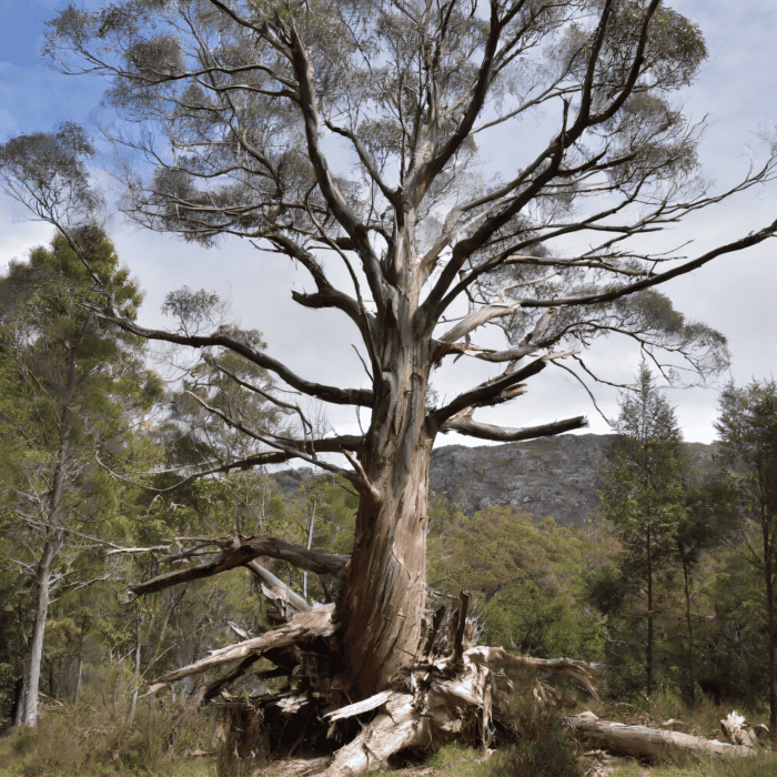 dead and dangerous tree removal Canberra 1 - Obrien Tree Services, Tree removal specialists.